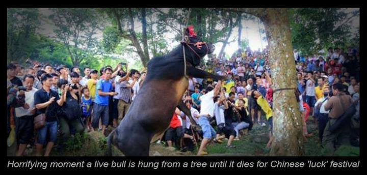 Pétition pour les taureaux sacrifiés dans les pires conditions en Chine Image011