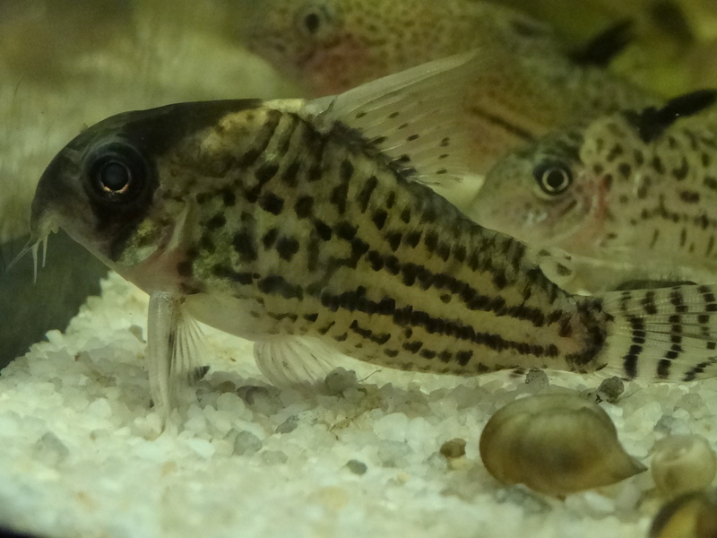 Identifier des corydoras Id610