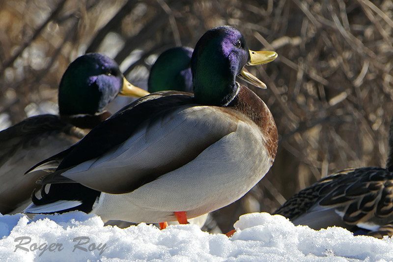 Canard colvert mâle 2017-010