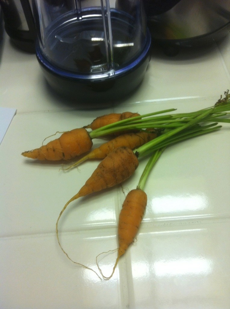 Carrot Week 2017! Carrot10