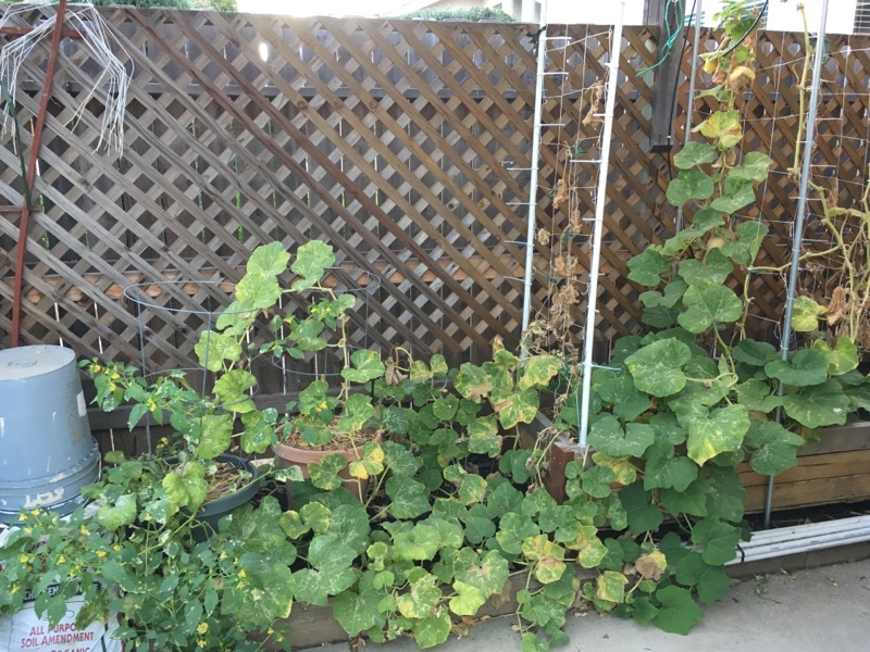 Training Melon/Pumpkin Vines Out Of Bed? Winter17