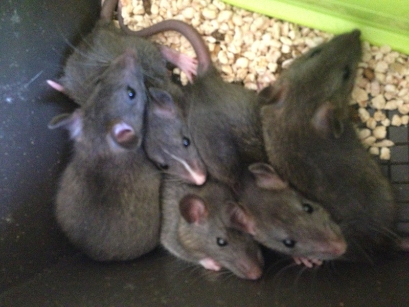 Urgent cause santé à placer bébés rats Img_1216