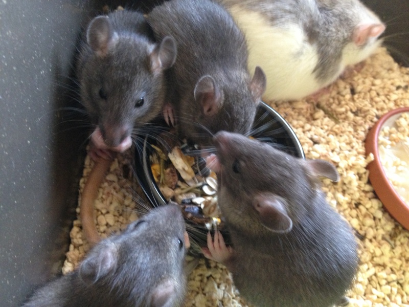 Urgent cause santé à placer bébés rats Img_1223