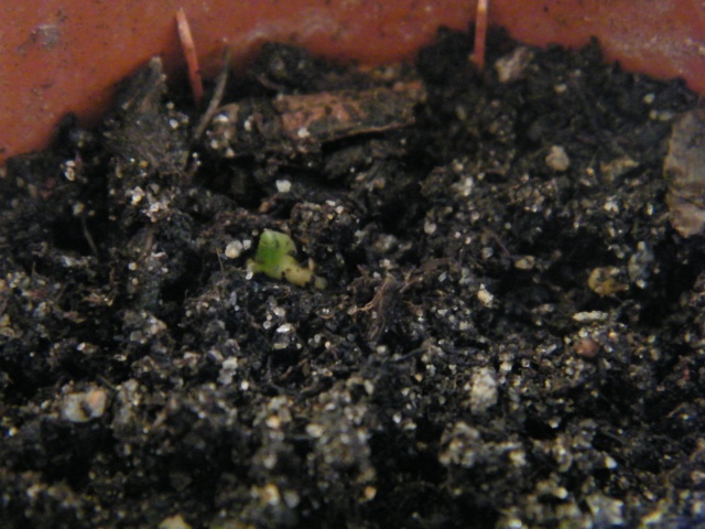 semis d'Iridaceae : Belamcanda chinensis Dscf5314