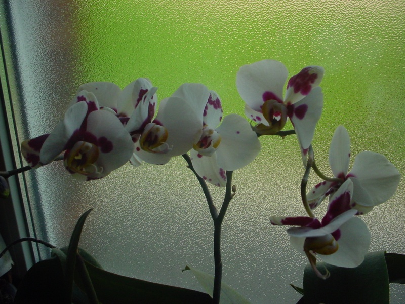 Orchideen 2011 - 2015 Teil 1 - Seite 39 Dsc00321