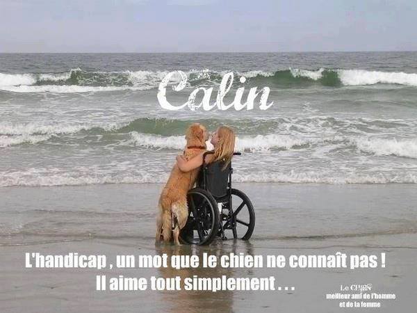 Chien visiteur, médiateur ..... 10018810