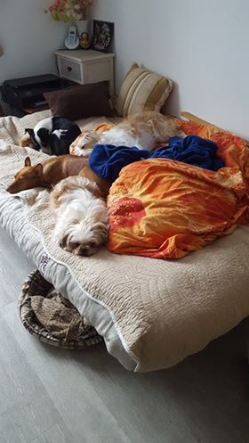 DELICE, 7 ans, un amour de shih-tzu OK tout Copain10