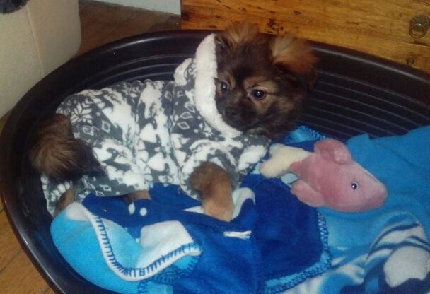 MUFFIN, épagneul Tibétain sorti d'élevage - notre Bébé Tinou Mantea10