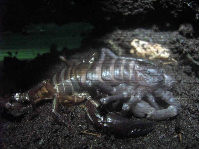 Who molted today? (Scorpion molting pics) - Page 3 Img_9810