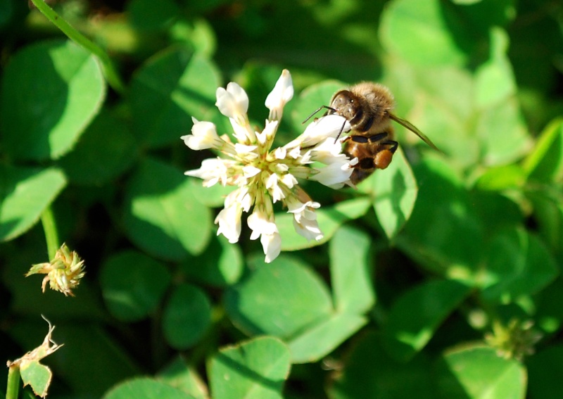 Honey Bees on my Clover 20130620