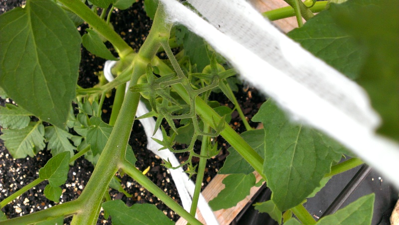 My First Tommy Toe Tomatoes 20130711