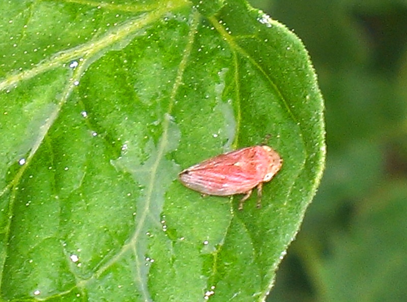 Is This a Leaf Hopper?  20130724
