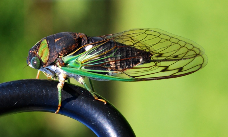 Cicada in my garden 20130735