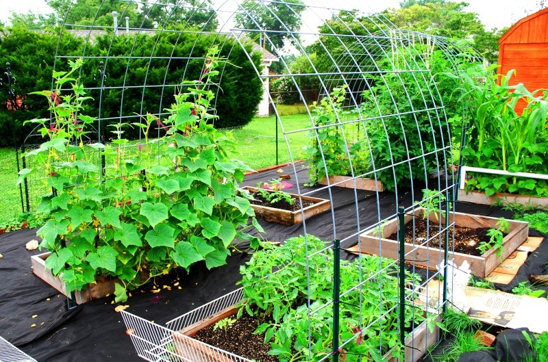 Monthly Avatar Theme August 2013: Your Garden in August. Part 2 20130812