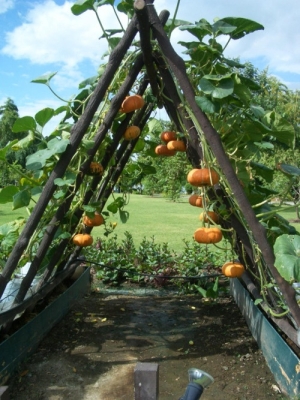 Good pictures of a vertical pumpkin patch? Greatw11