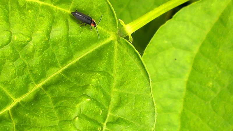 Identifying Critters In My Garden with Pics Imag1111