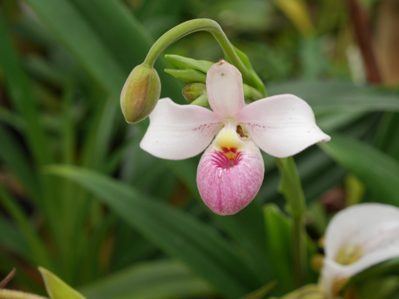 Phragmipedium schlimii P1110914