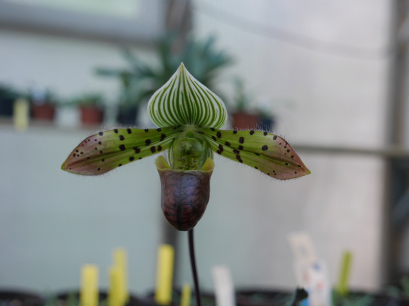 Paphiopedilum venustum 'Fox Catcher' FCC/AOS x self P1120210