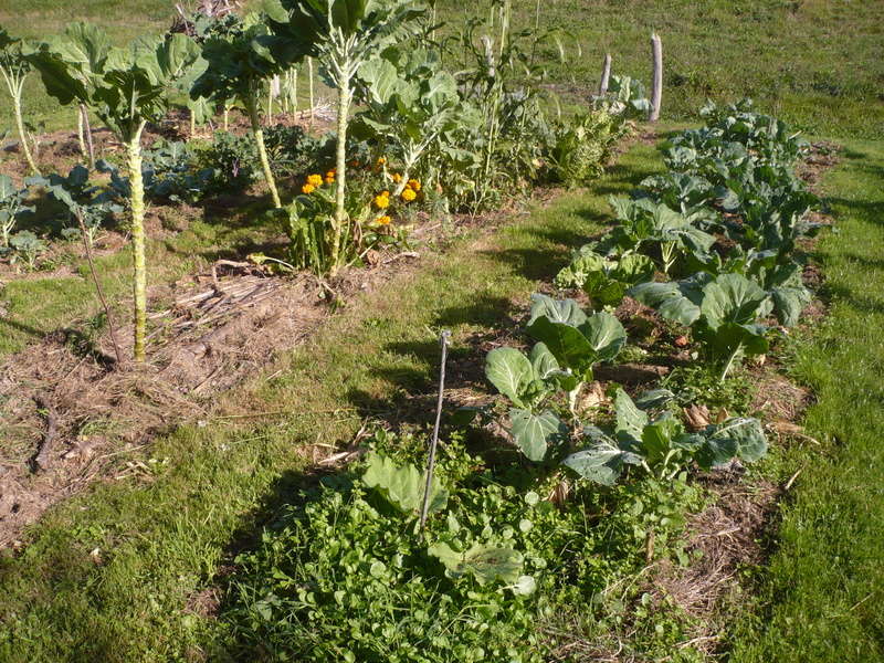 jardin d'arrière saison P1060721