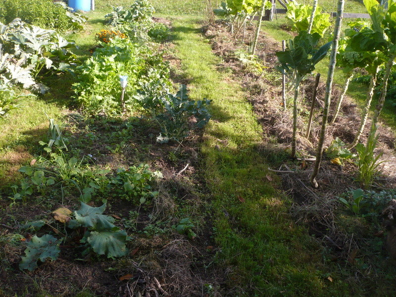 jardin d'arrière saison P1060725