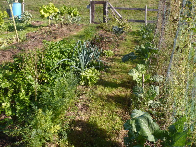 jardin d'arrière saison P1060726