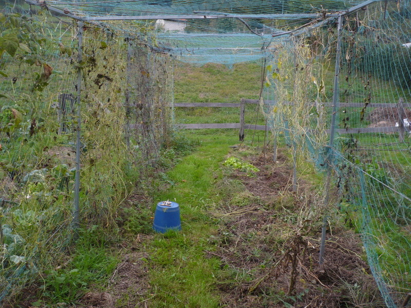 jardin d'arrière saison P1060727