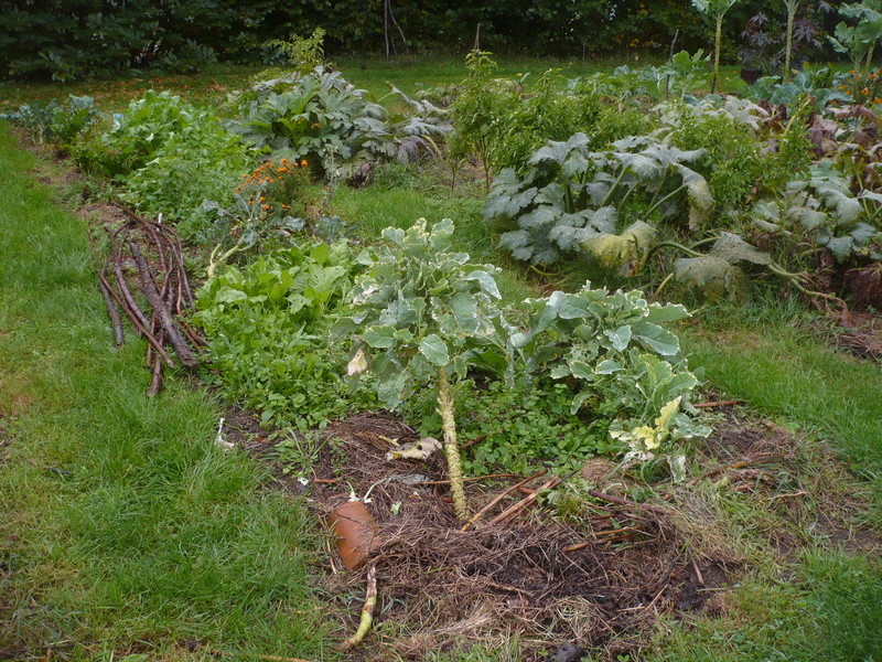 jardin d'arrière saison P1060731