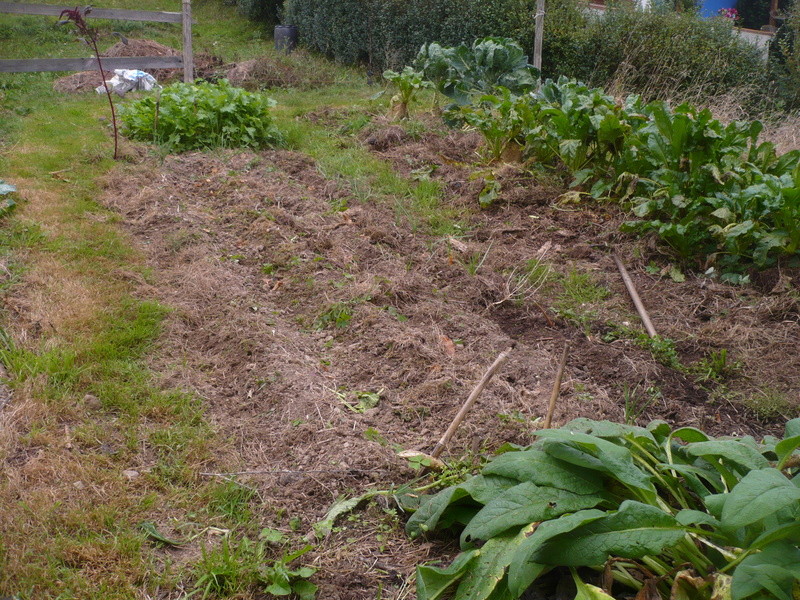 jardin d'arrière saison P1060733