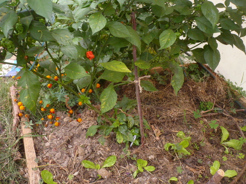 jardin d'arrière saison P1060737