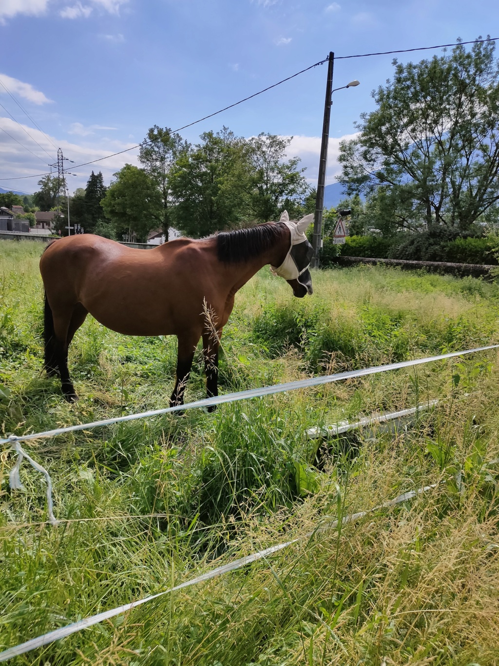 MISS CAPTAIN - TF née en 2000 - Adoptée en août 2018 par Morgane 1419