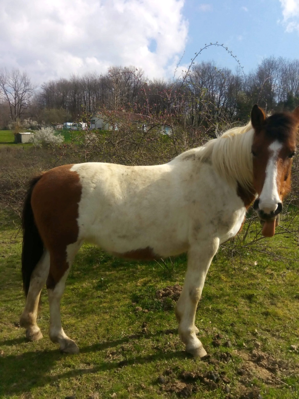 QUECHOUANE - ONC selle née en 2004 - adoptée en mai 2017 par ClaireL 1bec2710