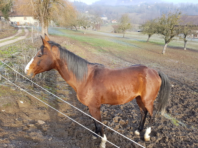 LEXOS - ONC Selle entier né en 1994 - adopté en octobre 2009 par red - Page 5 20161240