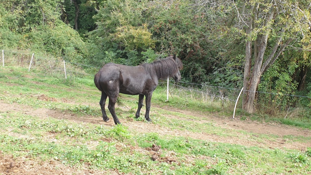CHARLIE - ONC poney née en 1999 - adoptée en janvier 2013 par mammiemitsou - Page 3 20220954