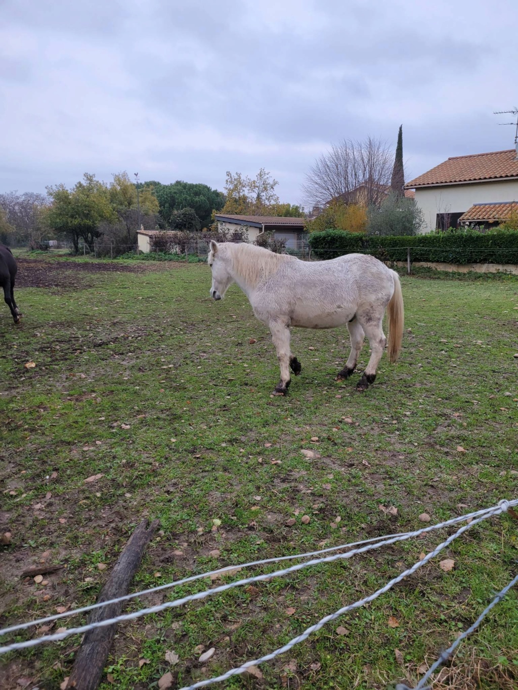 OSCO - Camargue PP né en 2002 - Adopté en mars 2012 par Anaïs 31784311