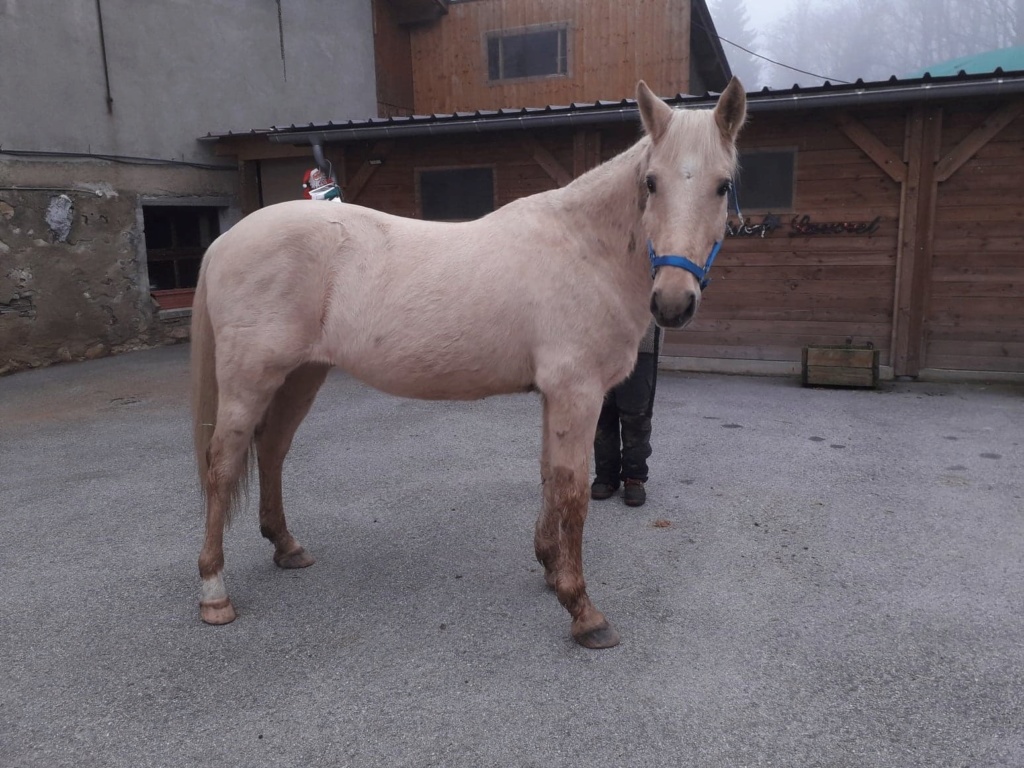 LUTSIANO dit LULU- ONC Selle né en 2004 - adopté en mars 2011 par Isaline - Page 5 81035211