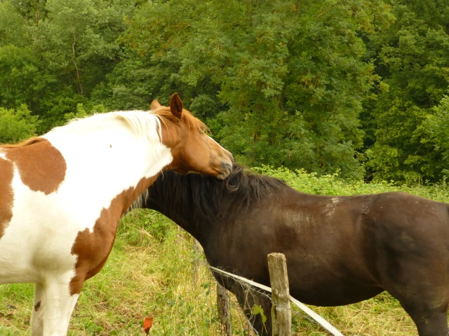 PRISKA - ONC née en 2003 - adoptée en juillet 2013 par Quirielle Priska16