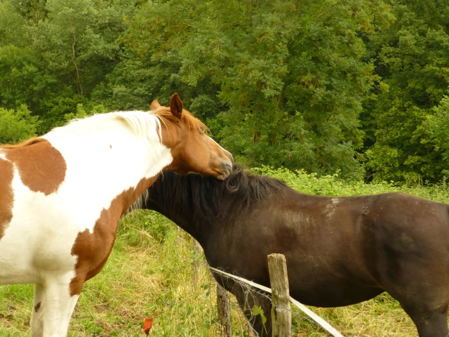 PRISKA - ONC née en 2003 - adoptée en juillet 2013 par Quirielle  Priska16