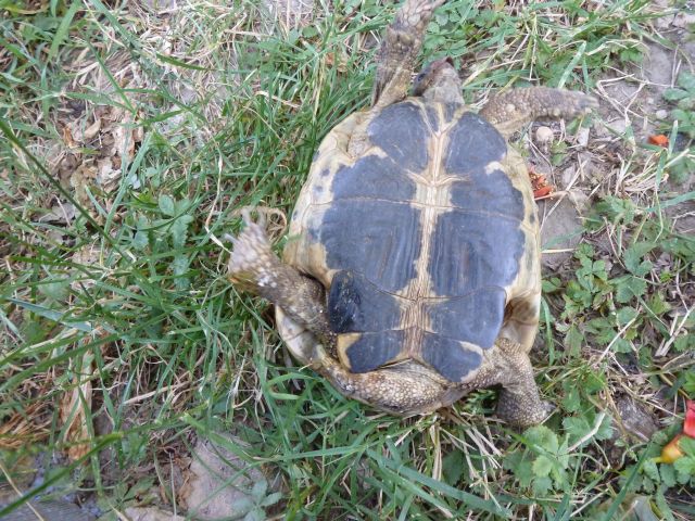 qu'elle sous espéce est 'il ?  Tortue25