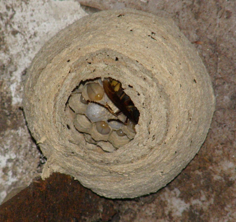 Suivi colonie Vespa crabro Frelon11