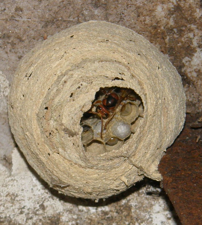 Suivi colonie Vespa crabro Frelon15