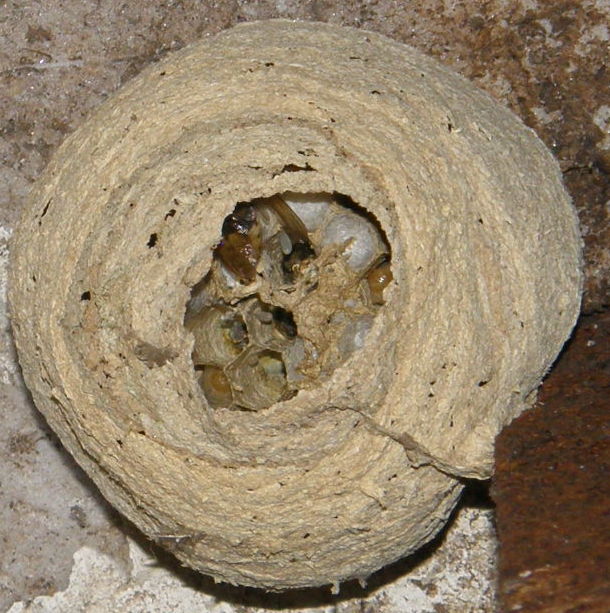 Suivi colonie Vespa crabro Frelon17
