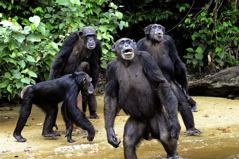 Du temps où on était des primates compétiteurs... Photo-10