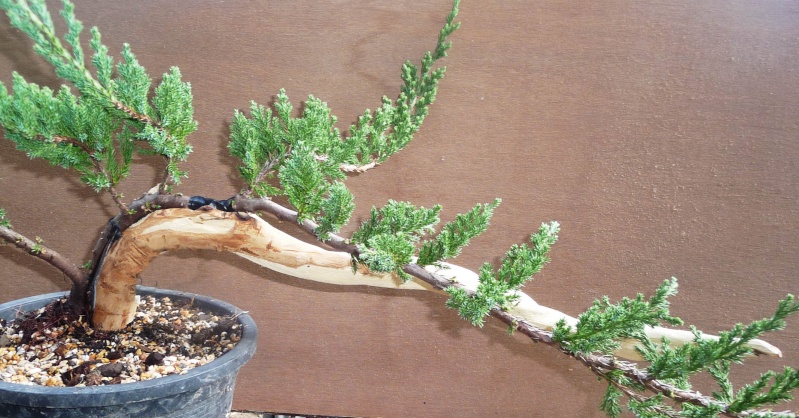 deadwood (not part of living tree) basics P1140812