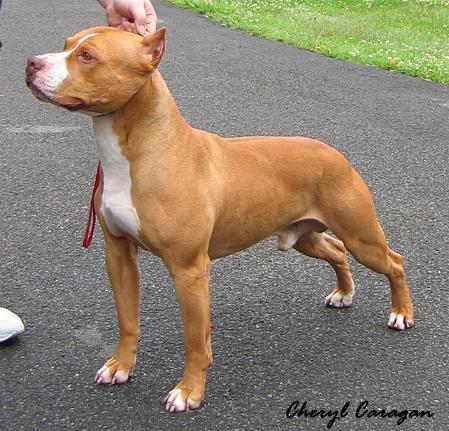 American Pit Bull Terrier ( o Pit Bull ) Americ11