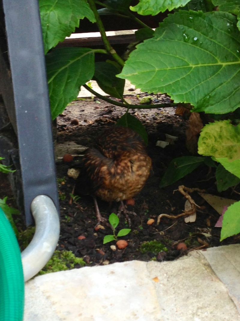 Oiseau trouvé immobile et caché dans mon jardin Photo210