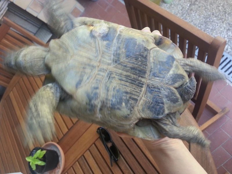 mais quelle est donc cette tortue ? 20130712