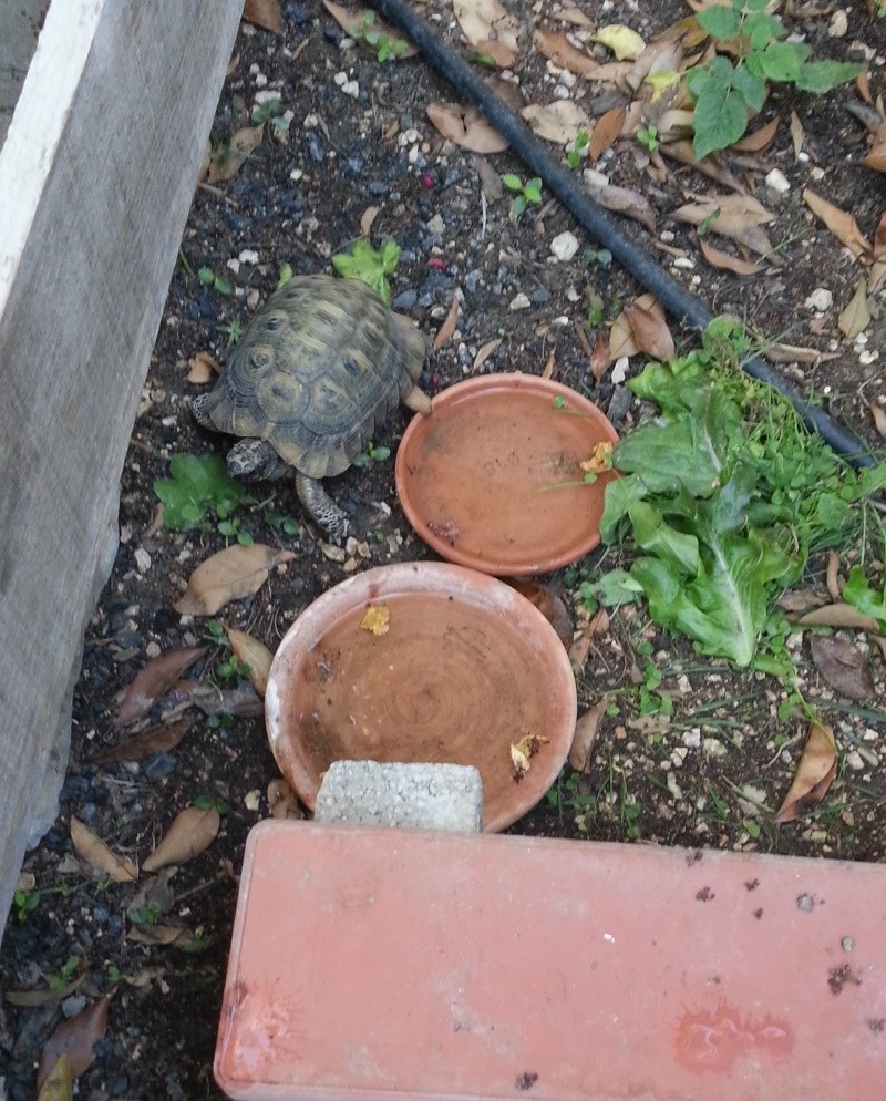 ma petite tortue trouvée ? graeca ou ibera ? Turtle10