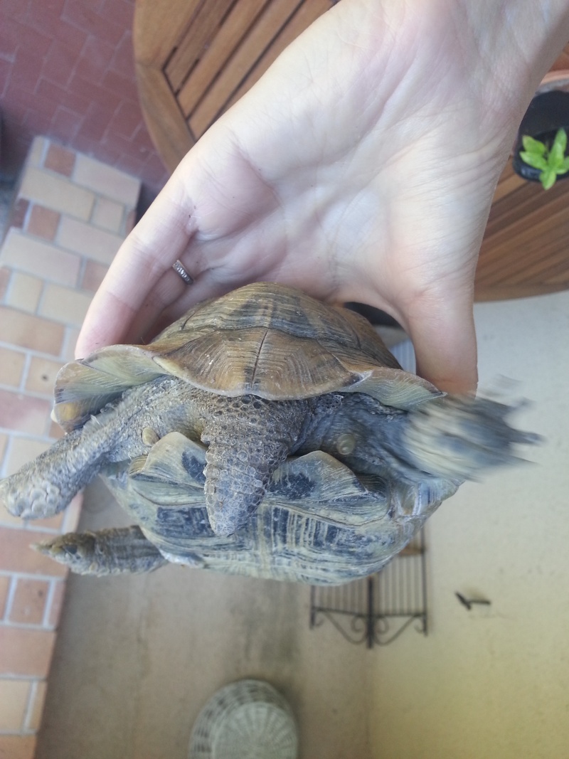 ma petite tortue trouvée ? graeca ou ibera ? Turtle11