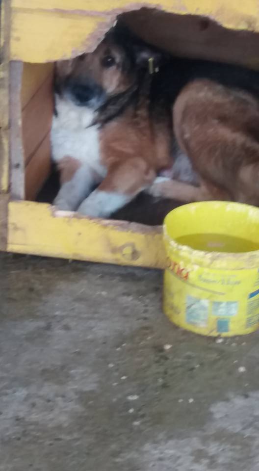 MONSIEUR - x ba 11 ans - (3 ans de refuge) Asso Remember Me - Roumanie Monsie10