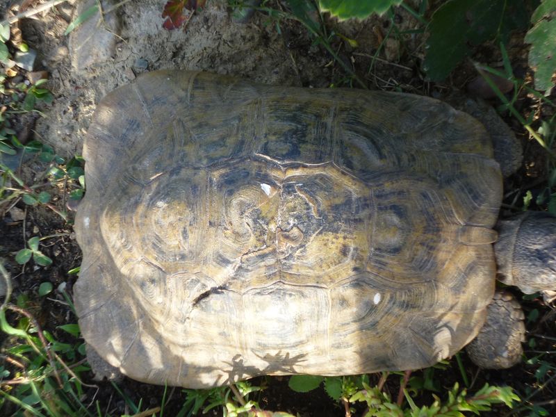 Identification de ma tortue Chloé Carapa13